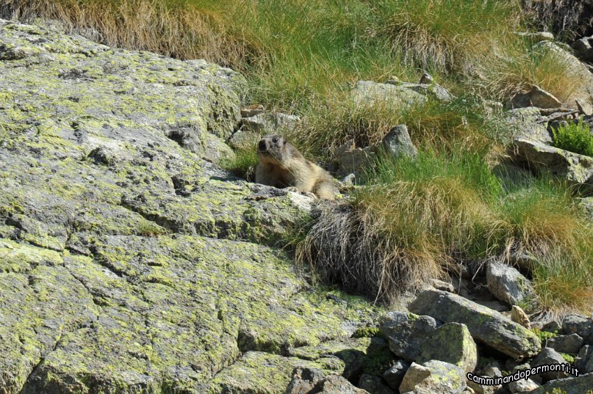 043 Marmotta.JPG